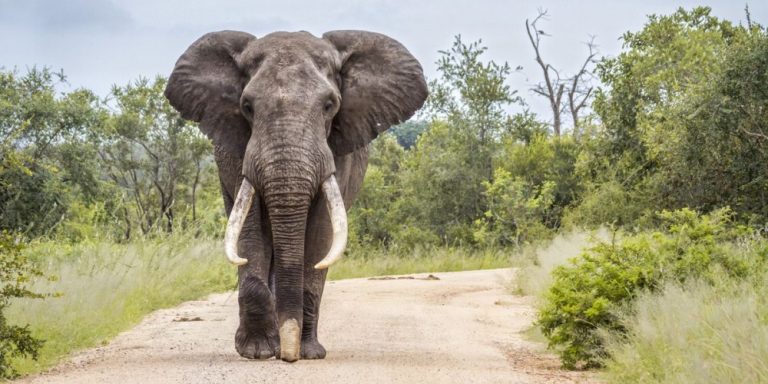 Namibia elefantes