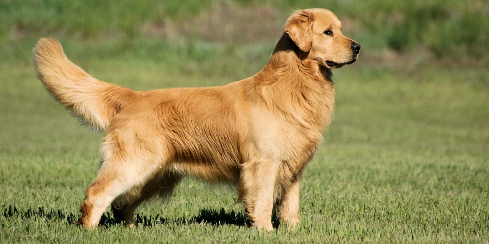 golden retriever