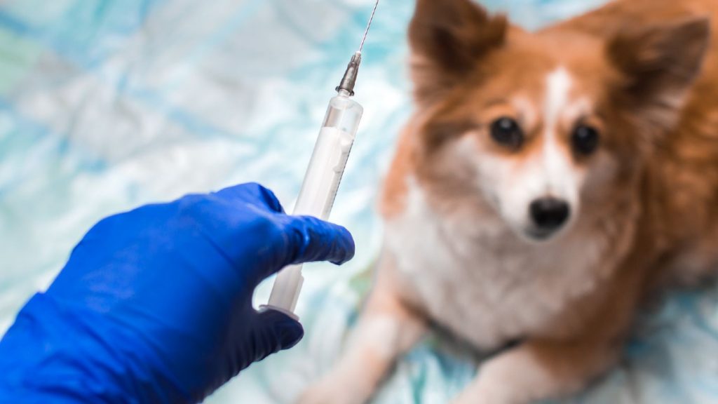 Una veterinaria de Calama inoculó a humanos con vacunas de perro