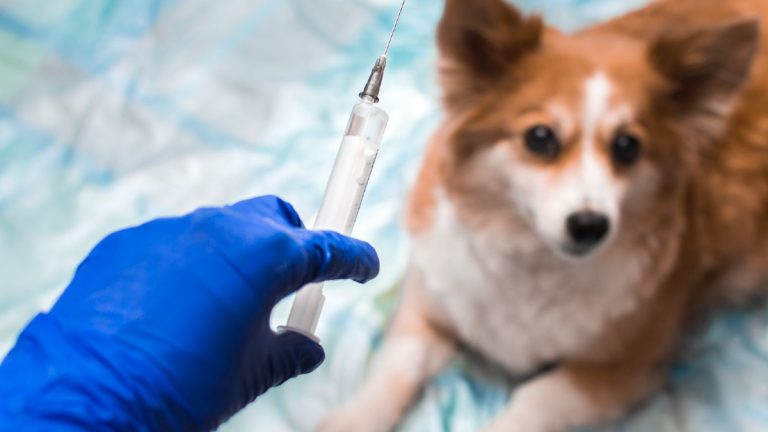 Una veterinaria de Calama inoculó a humanos con vacunas de perro