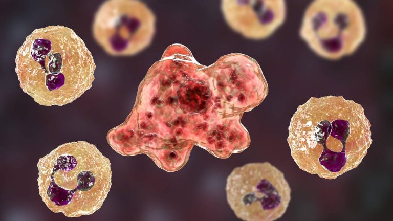 Amebas “comecerebros”