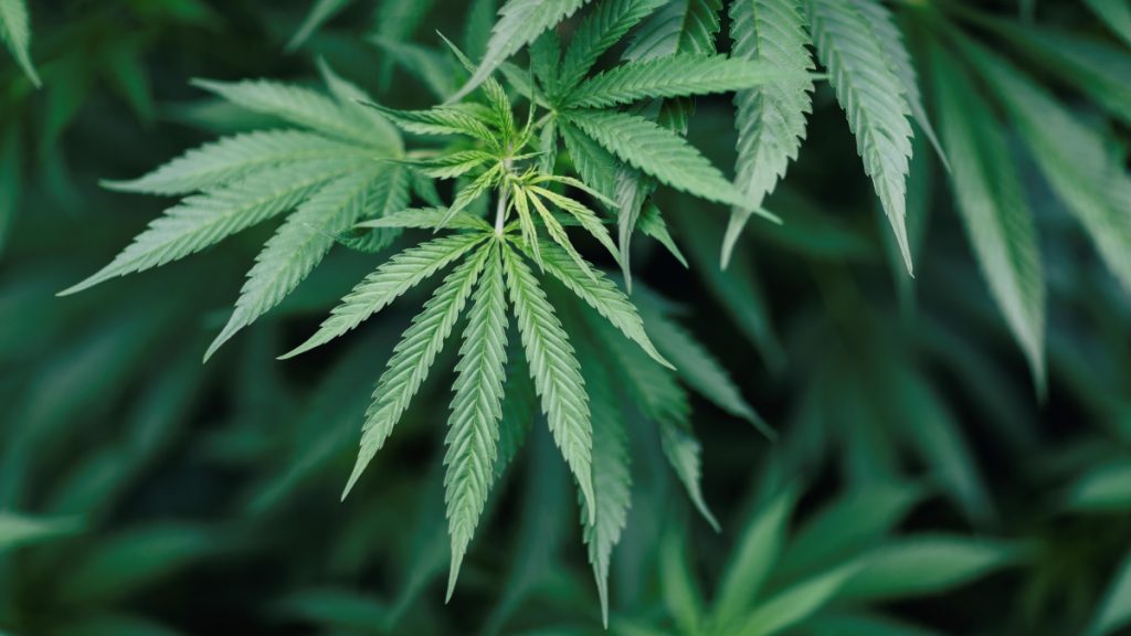 420 Marihuana Getty Web