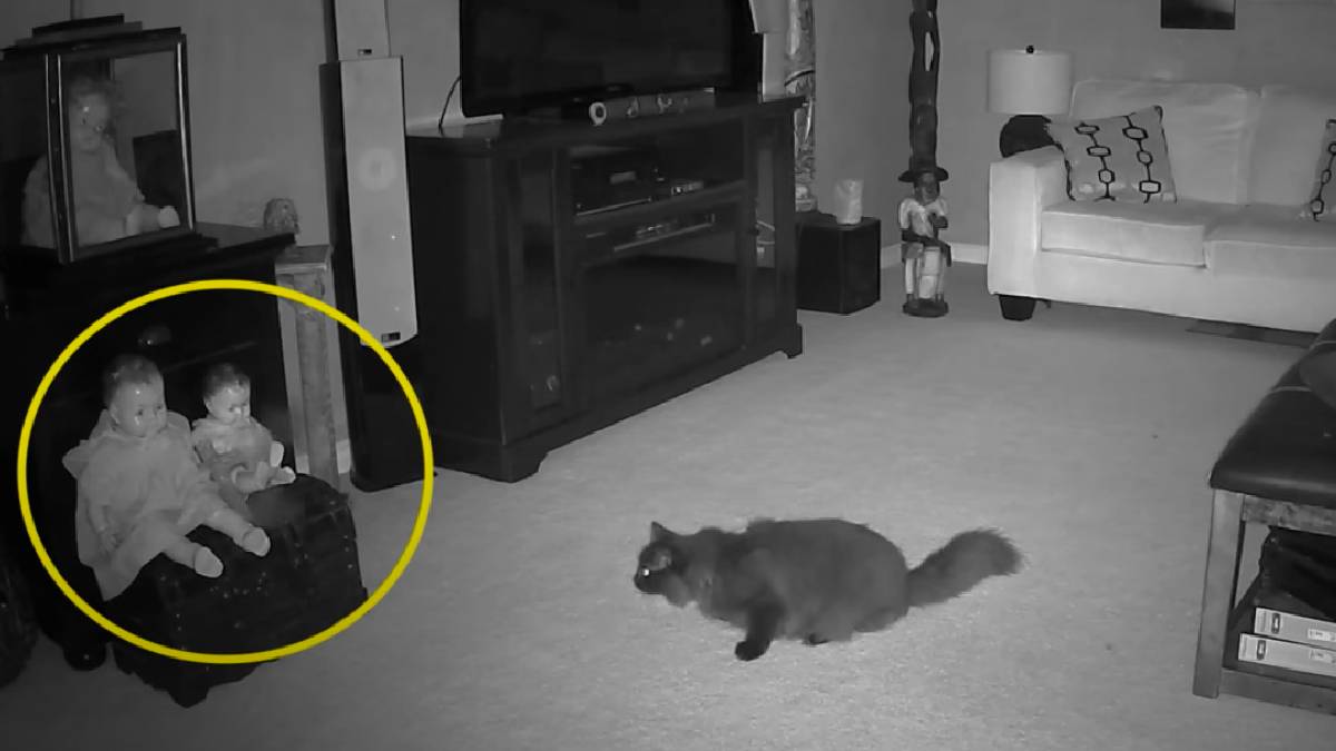 Las cámaras de una vivienda graban a una mascota jugando con un 'perro  fantasma