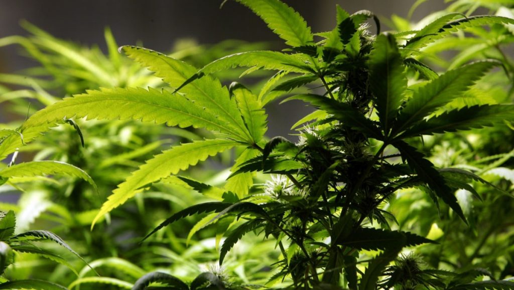 Plantas De Marihuana