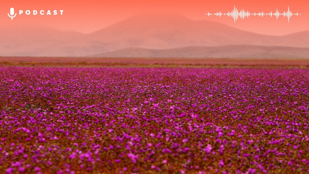 Desierto Florido Agencia Uno Card Web