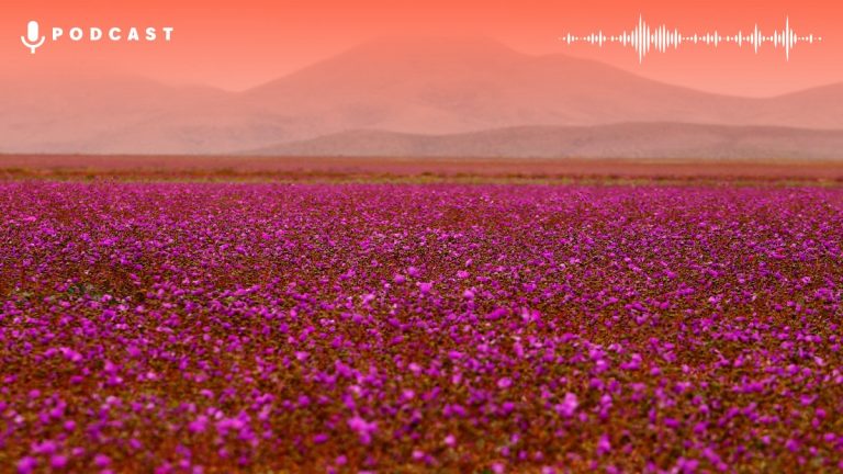 Desierto Florido Agencia Uno Card Web