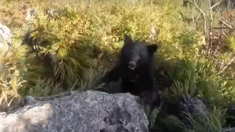 Pelea Entre Montañista Y Un Oso