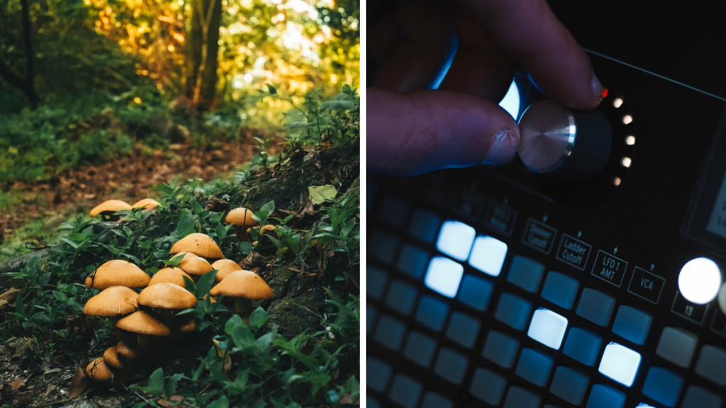 Música hongos viral