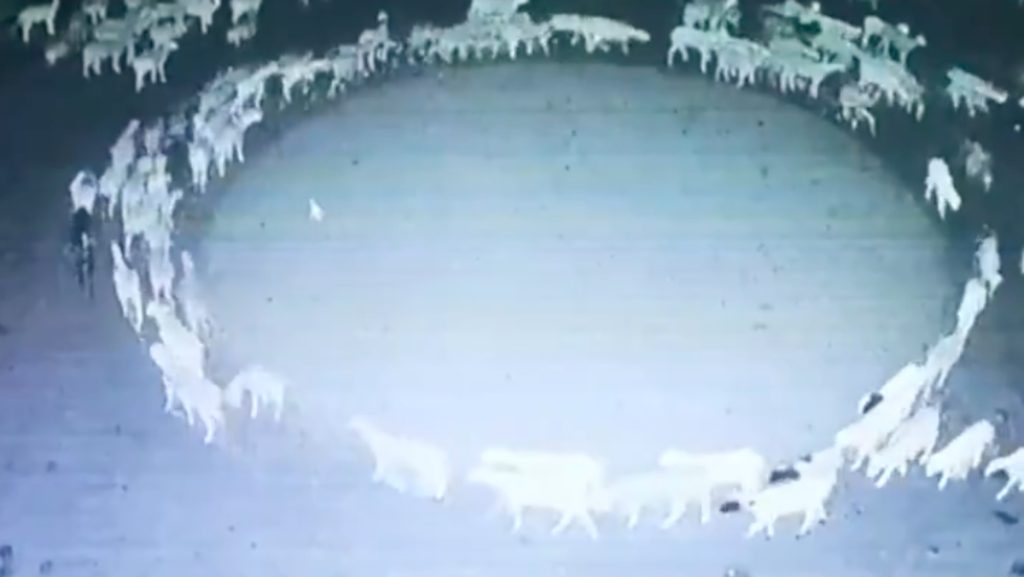 Caminando En Circulos