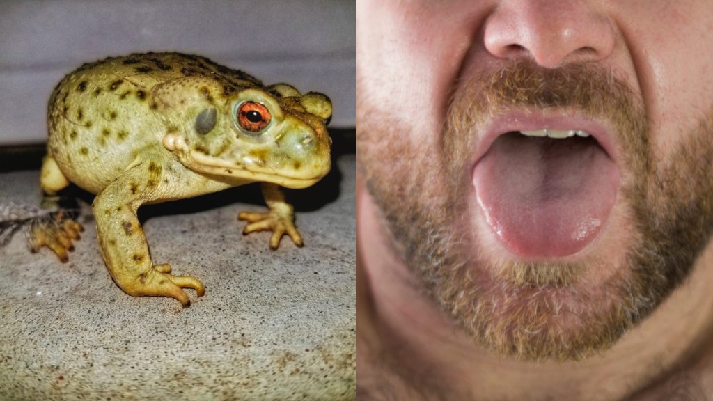 Sapo Alucinógeno