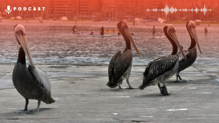 Gripe Aviar Card Web