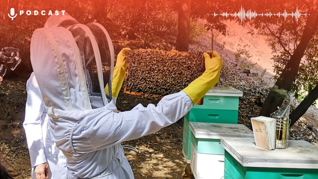 Apicultores Chile Card Web