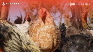 gripe aviar en Chile