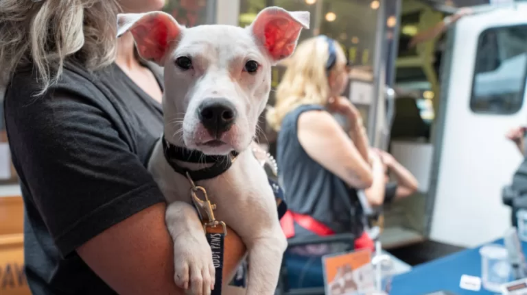 Día Mundial Del Perro Adoptado