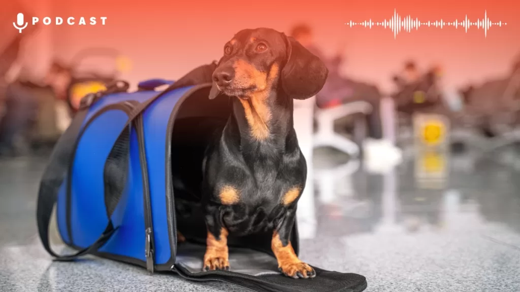 Aerolineas Mascotas Getty Card Web