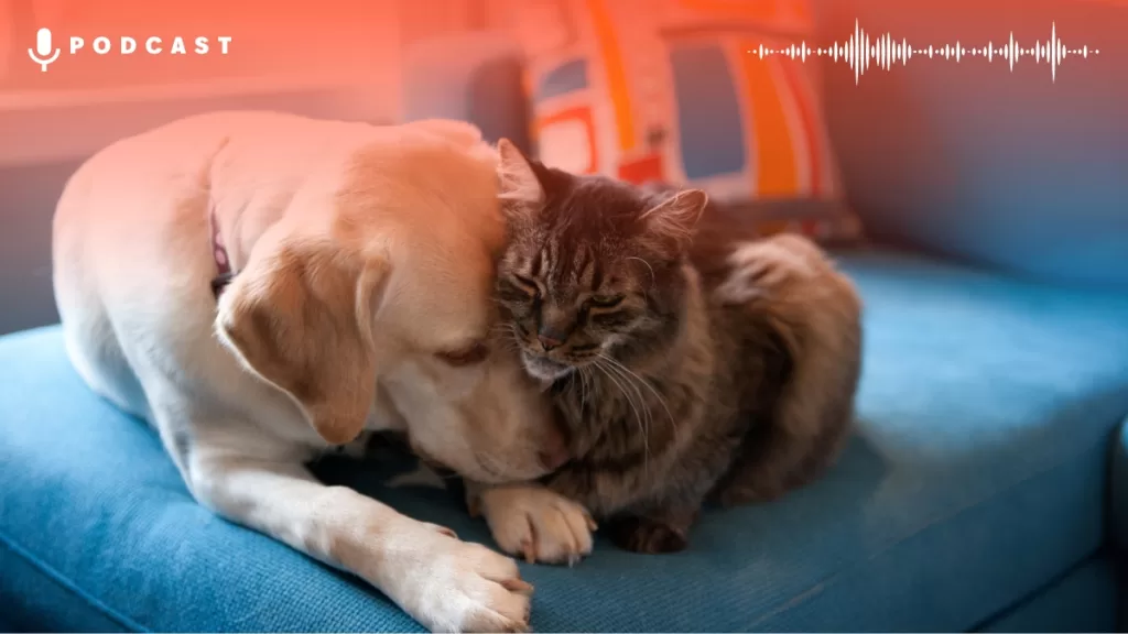 Perro Gato Mascotas Getty Card Web