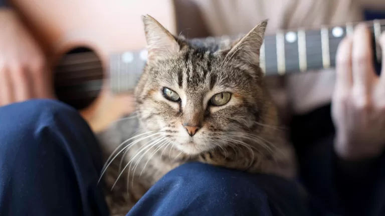 Gato Guitarra Rock Getty Web