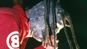 Slipknot