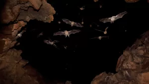 Murciélago Cueva Getty Web