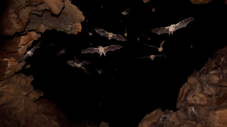 Murciélago Cueva Getty Web