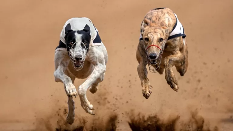 Carreras Galgos Getty Web