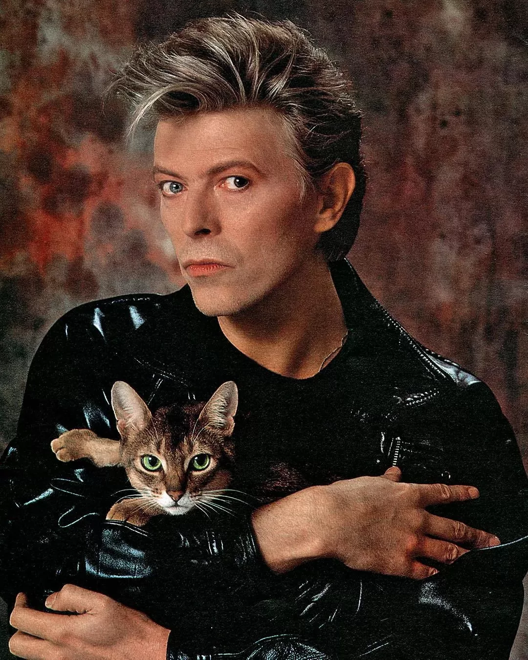 David Bowie With A Cat 1987 Photography By Greg Gorman V0 Oj5mr3ljoupb1