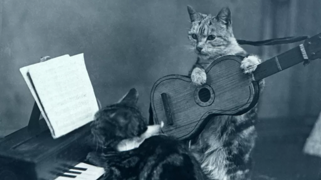 Dia Del Gato