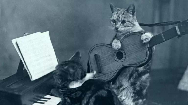 Dia Del Gato