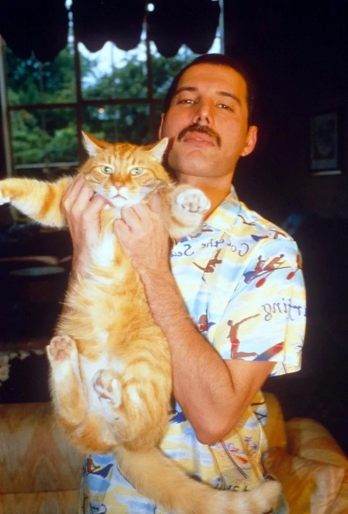 Freddiecats