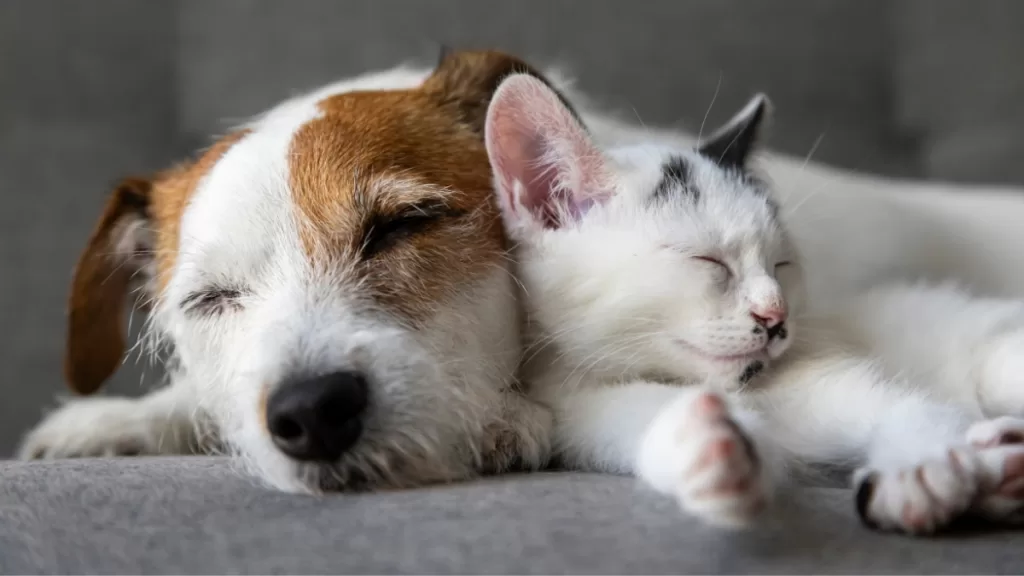 Mascotas Hijos Getty Web